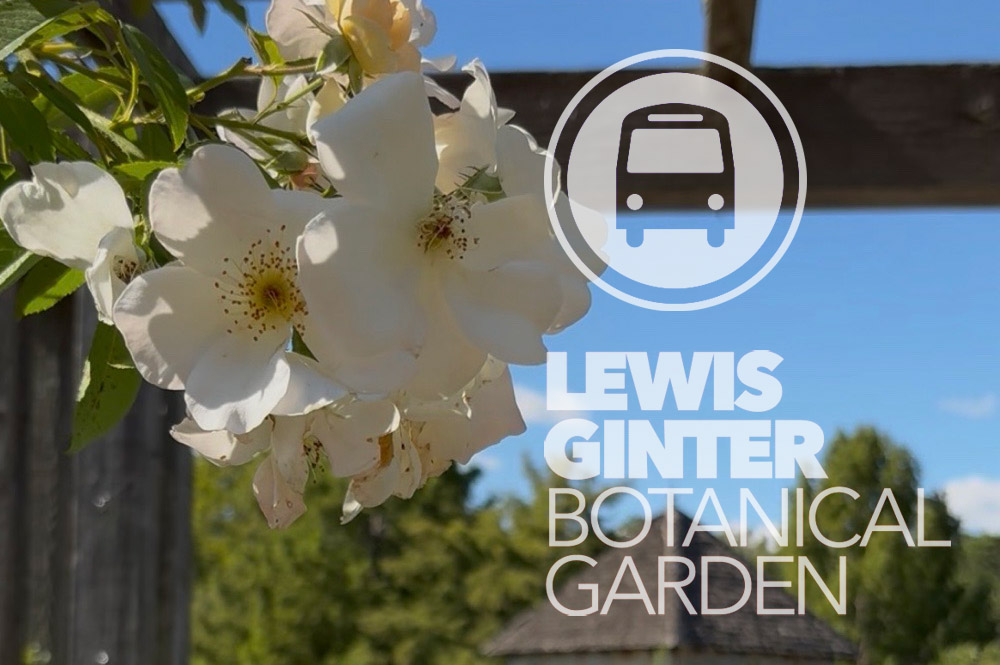 Flowers in bloom at Lewis Ginter Botanical Garden